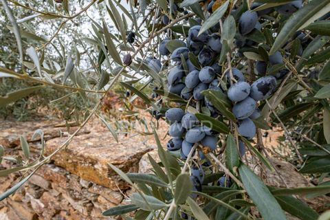 Ruinere i Borba, Evora, Borba - € 28.970 | Ref: 056252 - foto 26