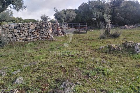 Terra a Alcanena, Santarem, Alcanena - € 13.500 | Ref: 057332 - foto 2