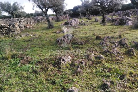 Terra a Alcanena, Santarem, Alcanena - € 13.500 | Ref: 057332 - foto 3