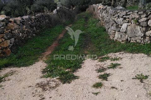 Terra a Alcanena, Santarem, Alcanena - € 13.500 | Ref: 057332 - foto 4