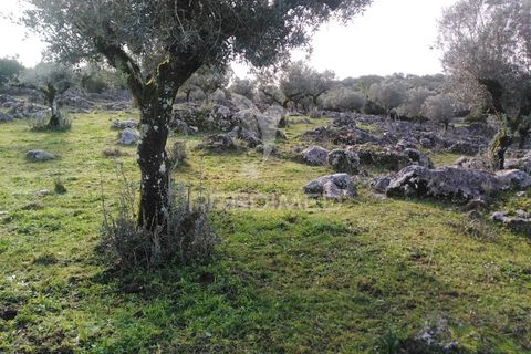 Terra a Alcanena, Santarem, Alcanena - € 13.500 | Ref: 057332 - foto 5