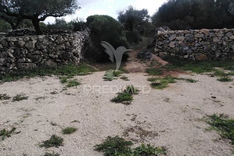 Terra a Alcanena, Santarem, Alcanena - € 13.500 | Ref: 057332 - foto 6