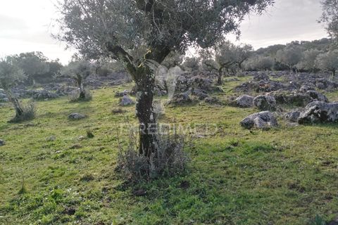 Terra a Alcanena, Santarem, Alcanena - € 13.500 | Ref: 057332 - foto 7