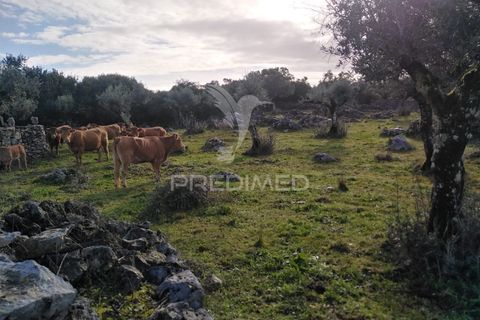Terra a Alcanena, Santarem, Alcanena - € 13.500 | Ref: 057332 - foto 8