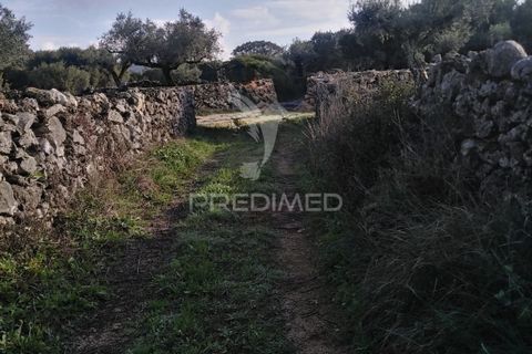 Terra a Alcanena, Santarem, Alcanena - € 13.500 | Ref: 057332 - foto 9