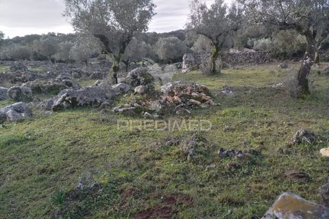 Terra a Alcanena, Santarem, Alcanena - € 13.500 | Ref: 057332 - foto 11