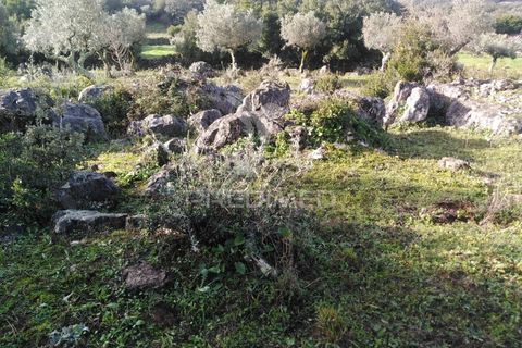 Terra a Alcanena, Santarem, Alcanena - € 13.500 | Ref: 057332 - foto 12