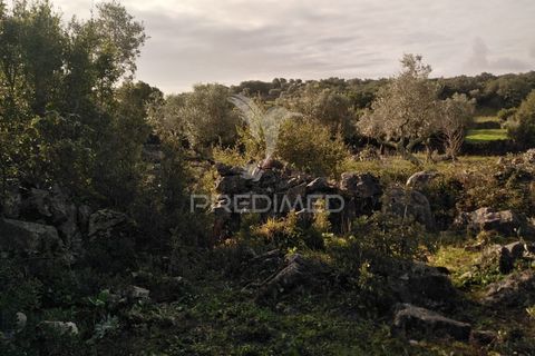 Terra a Alcanena, Santarem, Alcanena - € 13.500 | Ref: 057332 - foto 13