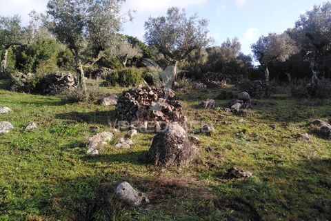 Terra a Alcanena, Santarem, Alcanena - € 13.500 | Ref: 057332 - foto 15