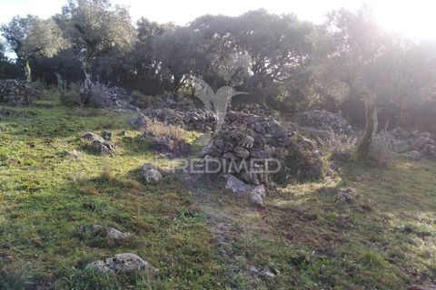 Terra a Alcanena, Santarem, Alcanena - € 13.500 | Ref: 057332 - foto 16