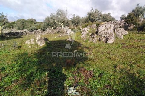Terra a Alcanena, Santarem, Alcanena - € 13.500 | Ref: 057332 - foto 18