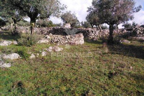 Terra a Alcanena, Santarem, Alcanena - € 13.500 | Ref: 057332 - foto 19