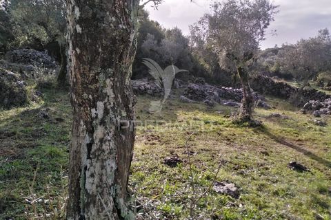 Terra a Alcanena, Santarem, Alcanena - € 13.500 | Ref: 057332 - foto 20