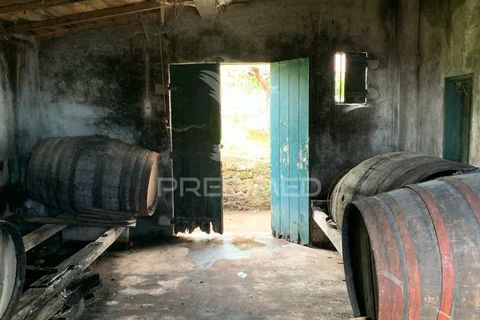 Helårsgrund i Ponta do Sol, Madeira, Ponta do Sol - € 180.000 | Ref: 058333 - foto 15