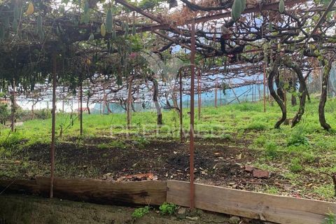 Helårsgrund i Ponta do Sol, Madeira, Ponta do Sol - € 180.000 | Ref: 058333 - foto 19