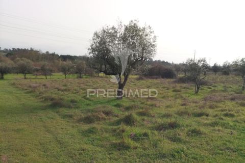 Helårsgrund i Mangualde, Viseu, Mangualde - € 49.500 | Ref: 058531 - foto 7