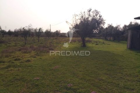 Helårsgrund i Mangualde, Viseu, Mangualde - € 49.500 | Ref: 058531 - foto 8
