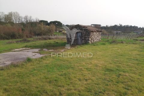 Helårsgrund i Mangualde, Viseu, Mangualde - € 49.500 | Ref: 058531 - foto 15