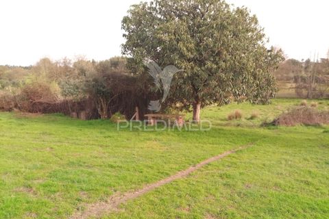 Helårsgrund i Mangualde, Viseu, Mangualde - € 49.500 | Ref: 058531 - foto 18