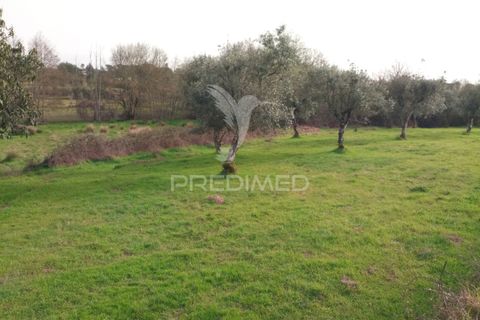 Helårsgrund i Mangualde, Viseu, Mangualde - € 49.500 | Ref: 058531 - foto 19