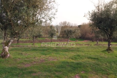Helårsgrund i Mangualde, Viseu, Mangualde - € 49.500 | Ref: 058531 - foto 20