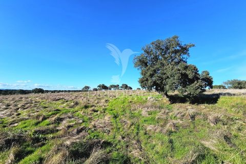 Masia a Ourique, Beja, Ourique - € 160.000 | Ref: 058817 - foto 16