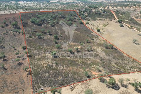 Terra a Ourique, Beja, Ourique - € 60.000 | Ref: 059170 - foto 3