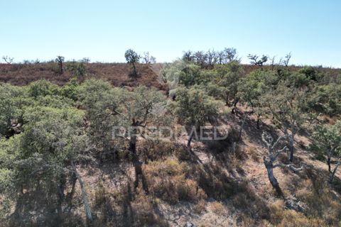 Terra a Ourique, Beja, Ourique - € 60.000 | Ref: 059170 - foto 8