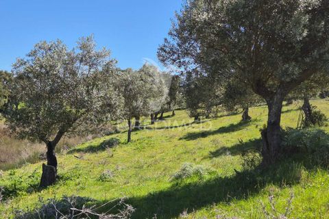 Farm hus i Mora, Evora, Mora - € 360.000 | Ref: 059453 - foto 10