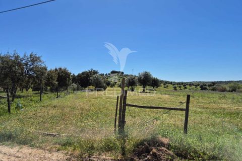 Farm hus i Mora, Evora, Mora - € 360.000 | Ref: 059453 - foto 11