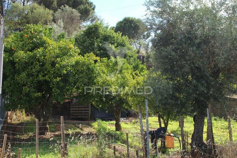 Terra a Redondo, Evora, Redondo - € 32.500 | Ref: 031111 - foto 3