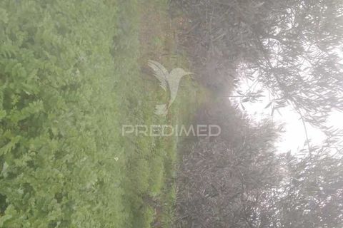 Terra a Armamar, Viseu, Armamar - € 55.000 | Ref: 033449 - foto 8
