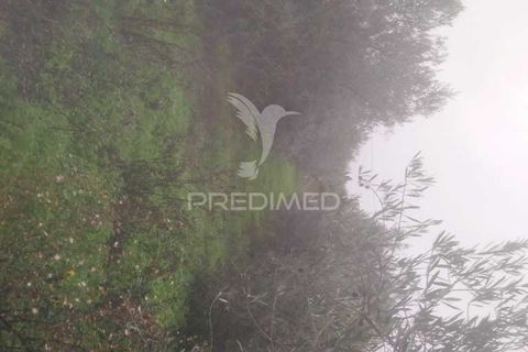 Terra a Armamar, Viseu, Armamar - € 55.000 | Ref: 033449 - foto 9