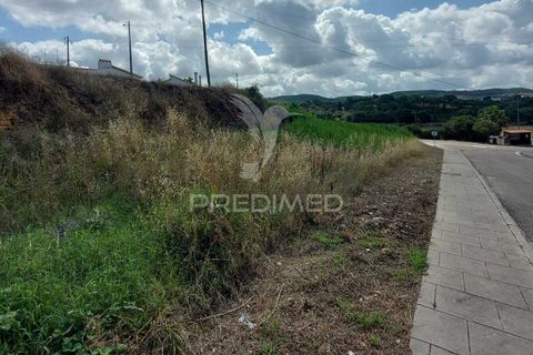 Terra a Chamusca, Santarem, Chamusca - € 20.000 | Ref: 037783 - foto 3