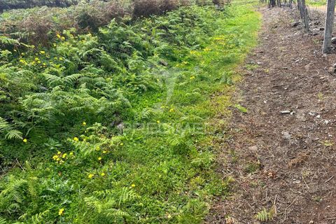 Helårsgrund i Calheta, Madeira, Calheta - € 450.000 | Ref: 043683 - foto 9