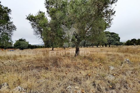 Terra a Alcanena, Santarem, Alcanena - € 13.000 | Ref: 046954 - foto 2