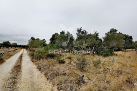 Terra a Alcanena, Santarem, Alcanena - € 13.000 | Ref: 046954 - foto 3