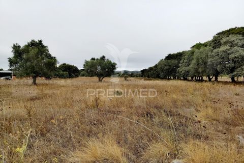 Terra a Alcanena, Santarem, Alcanena - € 13.000 | Ref: 046954 - foto 4