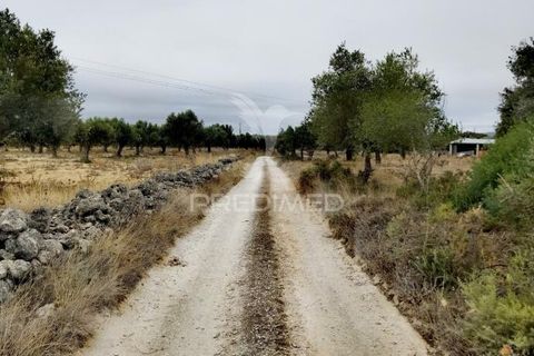 Terra a Alcanena, Santarem, Alcanena - € 13.000 | Ref: 046954 - foto 5