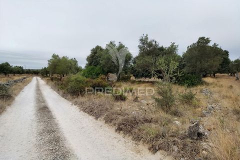 Terra a Alcanena, Santarem, Alcanena - € 13.000 | Ref: 046954 - foto 6