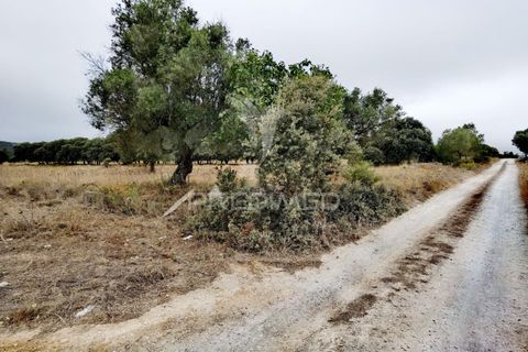 Terra a Alcanena, Santarem, Alcanena - € 13.000 | Ref: 046954 - foto 7