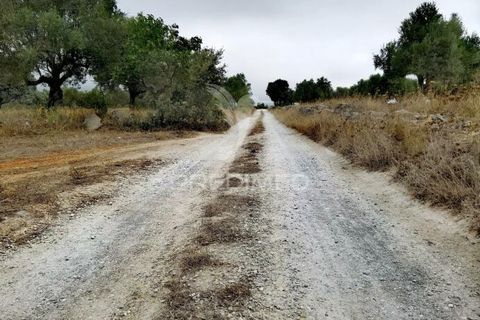 Terra a Alcanena, Santarem, Alcanena - € 13.000 | Ref: 046954 - foto 8