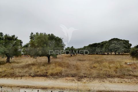 Terra a Alcanena, Santarem, Alcanena - € 13.000 | Ref: 046954 - foto 9