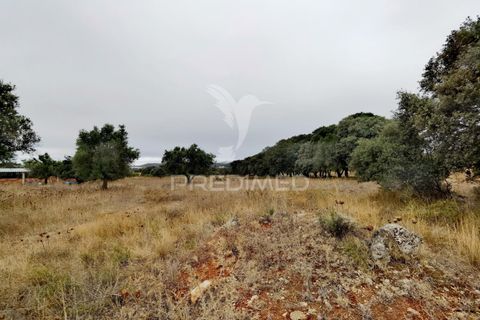 Terra a Alcanena, Santarem, Alcanena - € 13.000 | Ref: 046954 - foto 10