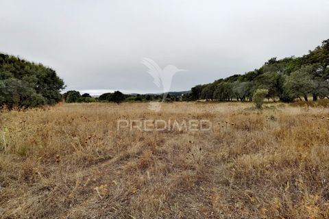 Terra a Alcanena, Santarem, Alcanena - € 13.000 | Ref: 046954 - foto 11