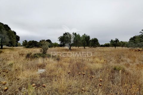 Terra a Alcanena, Santarem, Alcanena - € 13.000 | Ref: 046954 - foto 12