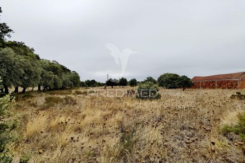 Terra a Alcanena, Santarem, Alcanena - € 13.000 | Ref: 046954 - foto 13