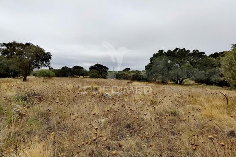 Terra a Alcanena, Santarem, Alcanena - € 13.000 | Ref: 046954 - foto 15