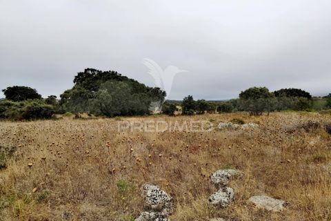 Terra a Alcanena, Santarem, Alcanena - € 13.000 | Ref: 046954 - foto 16