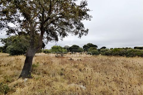 Terra a Alcanena, Santarem, Alcanena - € 13.000 | Ref: 046954 - foto 18